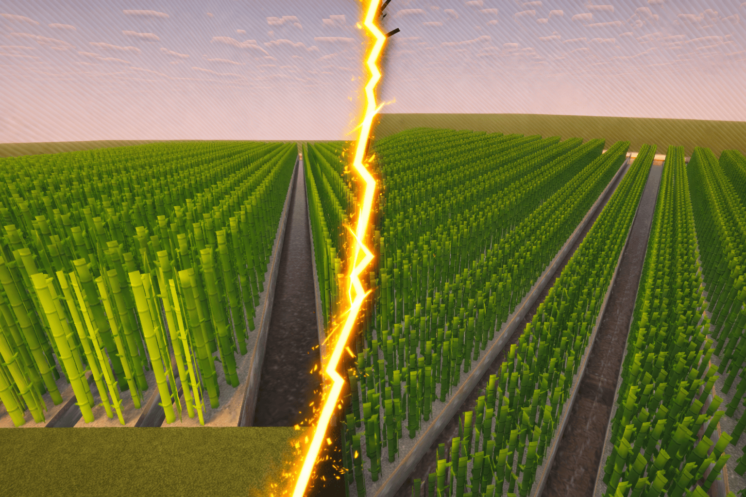 Champs de Canne Ă sucre